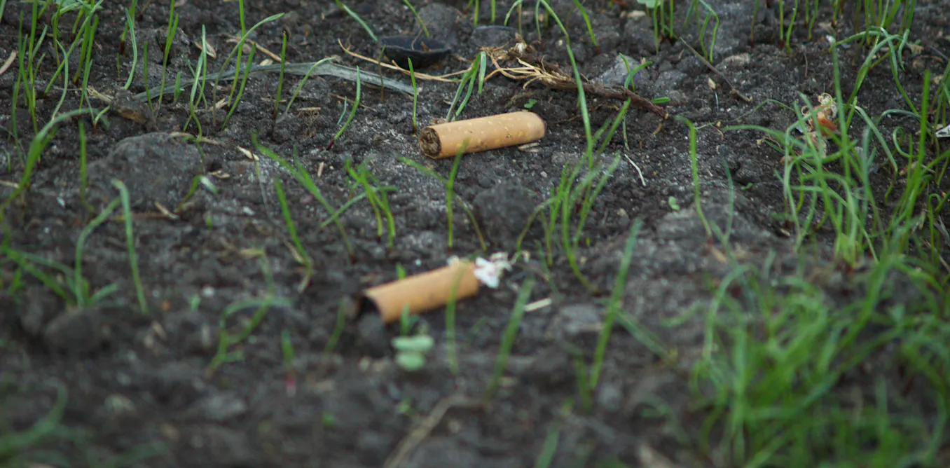do cigarette ashes help plants grow Which are safe for smoker ash fertilizer? Study: Littered Cigarette Butts Significantly
