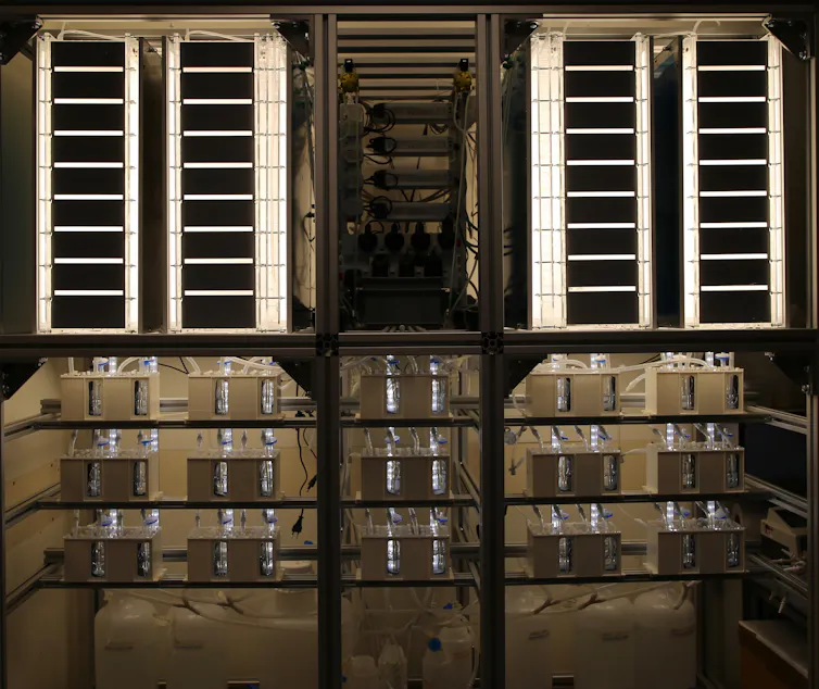 Biofuture Research Lab Building Five ways buildings of the future will use biotech to become living things