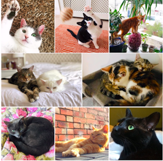 Comment Caresser Un Chat Selon La Science Comment Caresser Un Chat Selon La Science