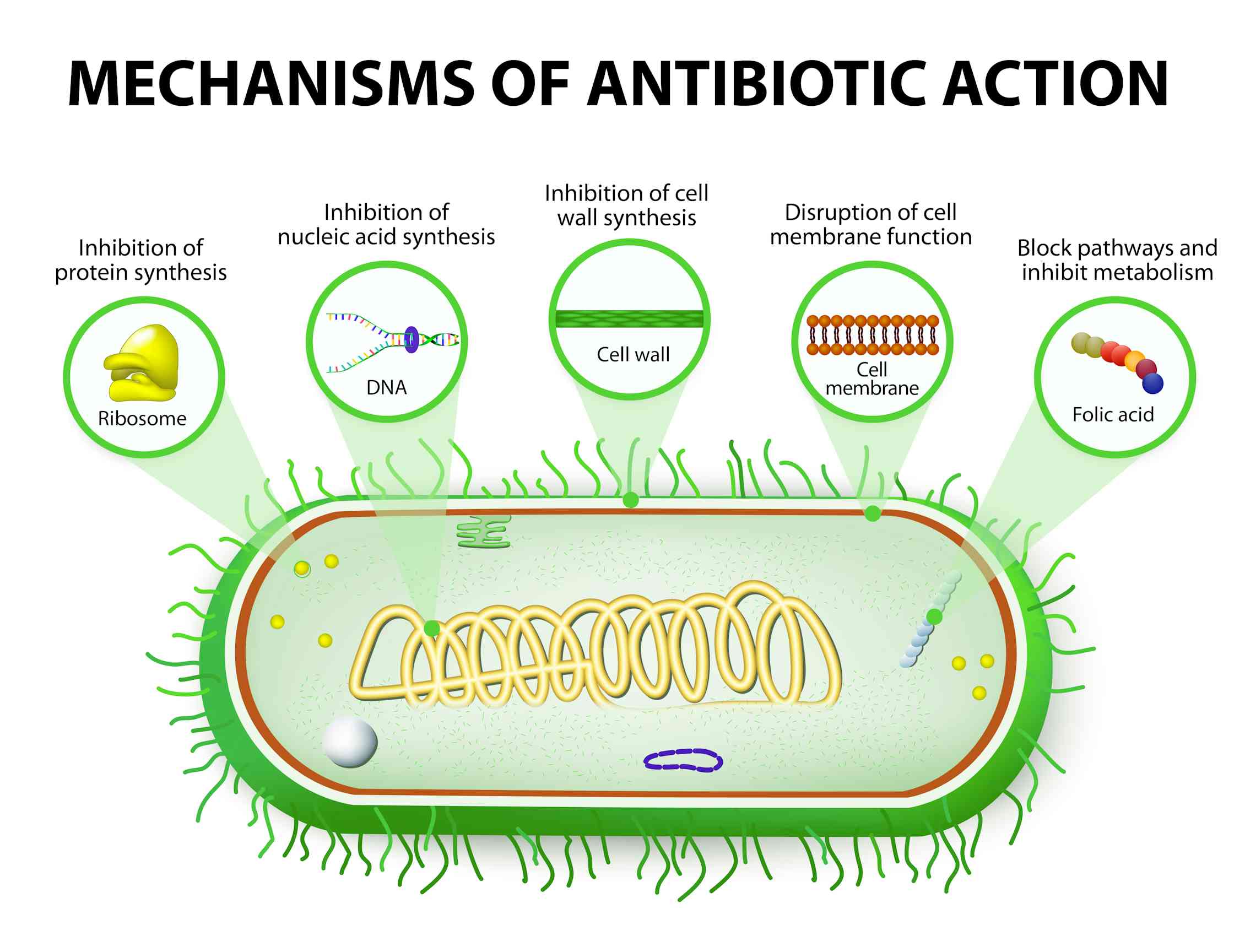У бактерий активный образ жизни