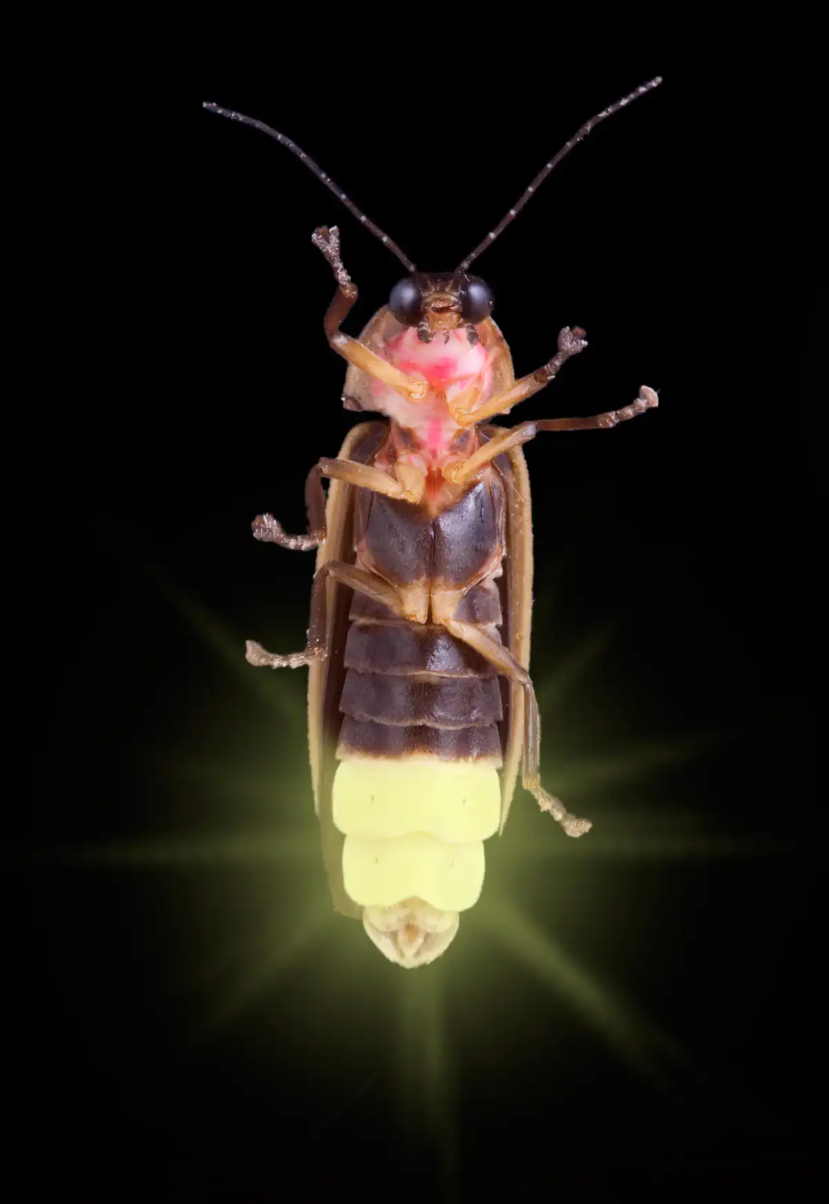 How fireflies glow – and what signals they're sending