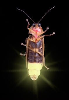 How fireflies glow – and what signals they're sending