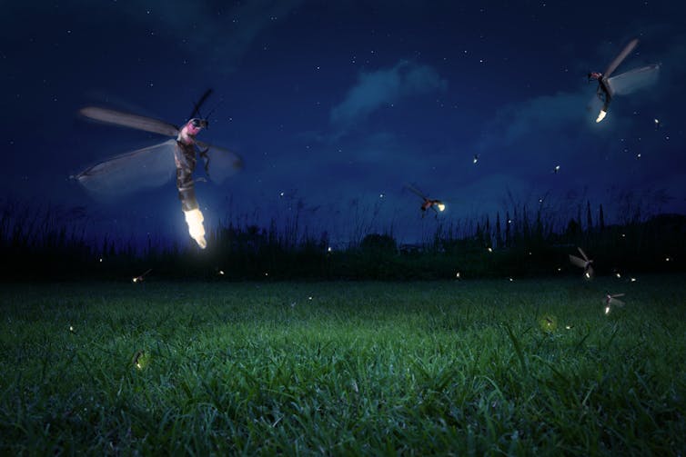 How fireflies glow – and what signals they're sending