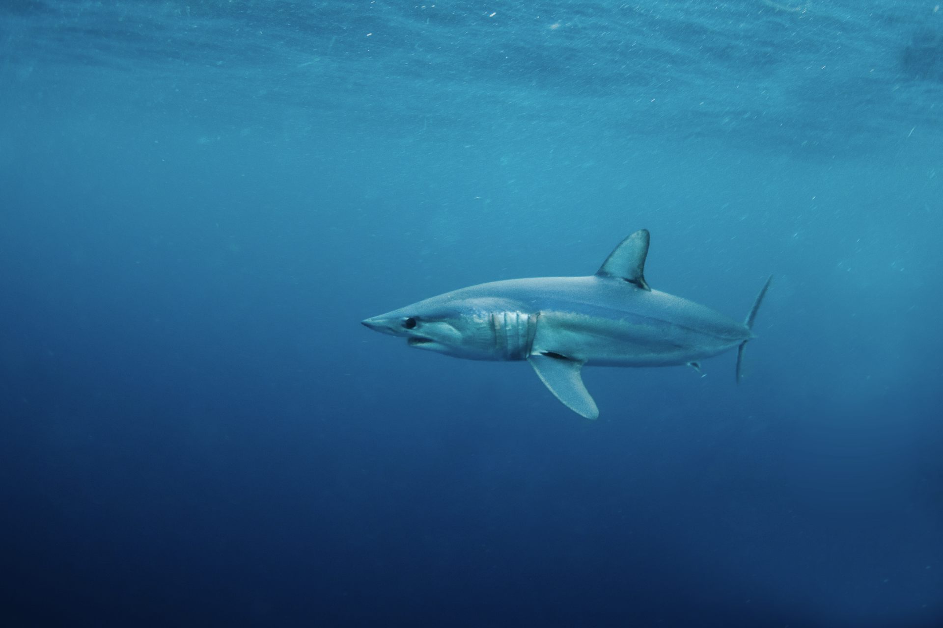 Sharks: One In Four Habitats In Remote Open Ocean Threatened By ...