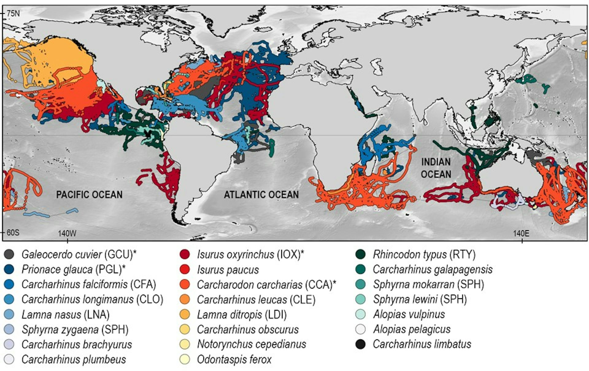 Sharks: One In Four Habitats In Remote Open Ocean Threatened By ...