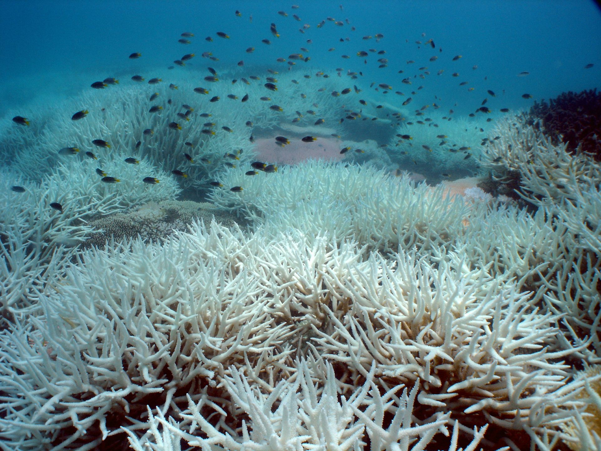 Extreme weather caused by climate change has damaged 45% of Australia's coastal habitat