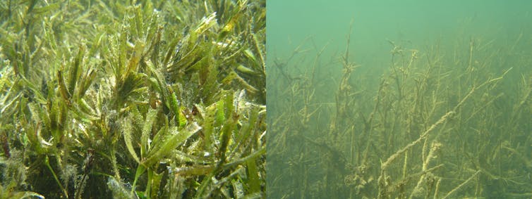 Extreme weather caused by climate change has damaged 45% of Australia's coastal habitat