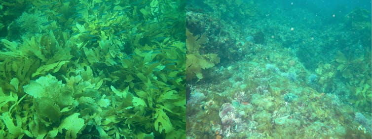 Extreme weather caused by climate change has damaged 45% of Australia's coastal habitat