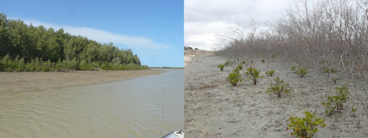 Extreme weather caused by climate change has damaged 45% of Australia's coastal habitat