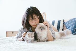 Como Acariciar A Su Gato Segun La Ciencia