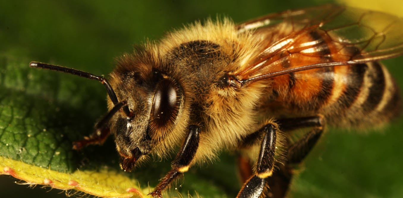 Long live the queen bee but if she doesn't, the colony will prevail