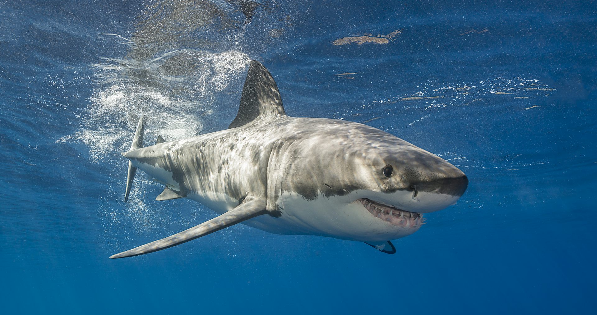 open ocean threatened by longline fishing