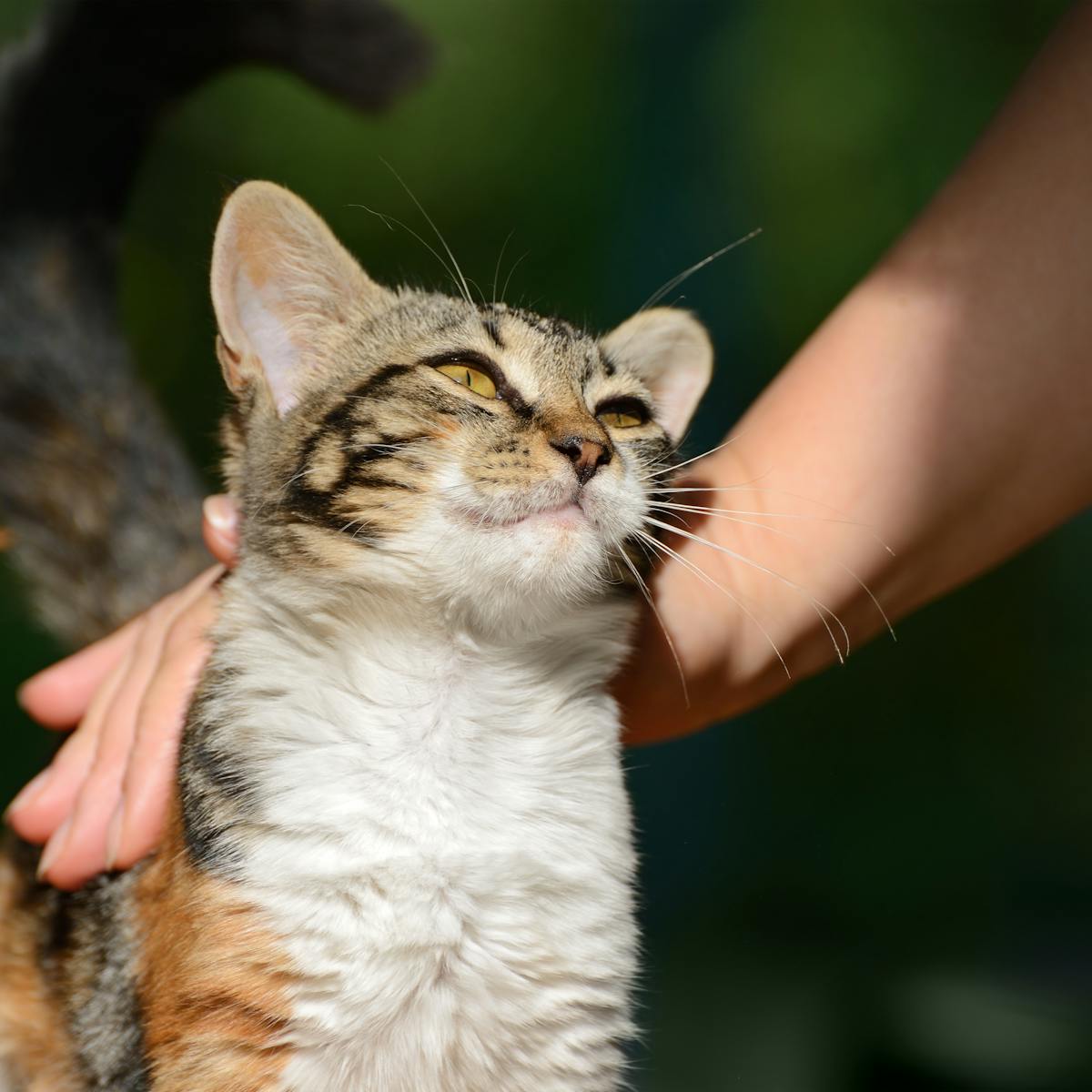Comment Caresser Un Chat Selon La Science Comment Caresser Un Chat Selon La Science