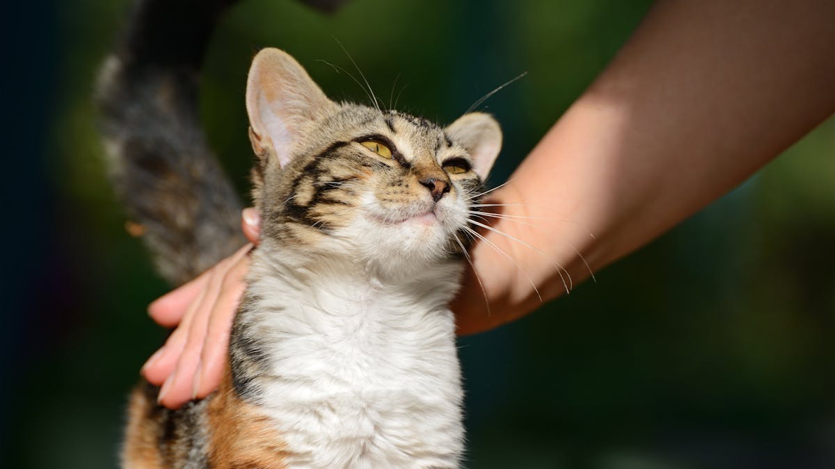 Comment Caresser Un Chat Selon La Science Comment Caresser Un Chat Selon La Science