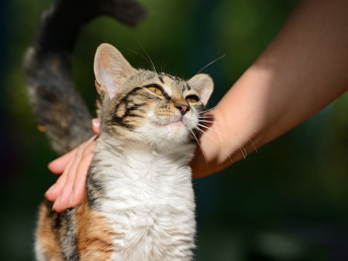 Comment Caresser Un Chat Selon La Science Comment Caresser Un Chat Selon La Science
