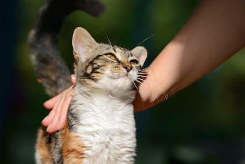Comment Caresser Un Chat Selon La Science Comment Caresser Un Chat Selon La Science