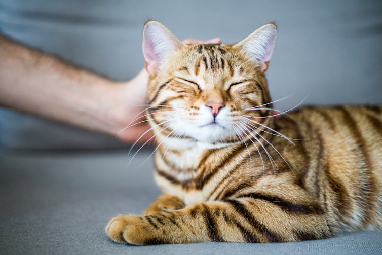 Comment Caresser Un Chat Selon La Science Comment Caresser Un Chat Selon La Science