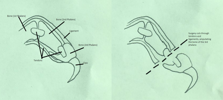 Curious Kids: How are cats declawed, and is it painful?