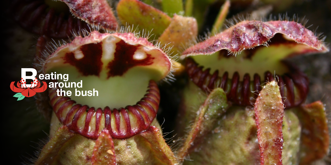 The Albany Pitcher Plant Will Straight Up Eat You If Youre - 