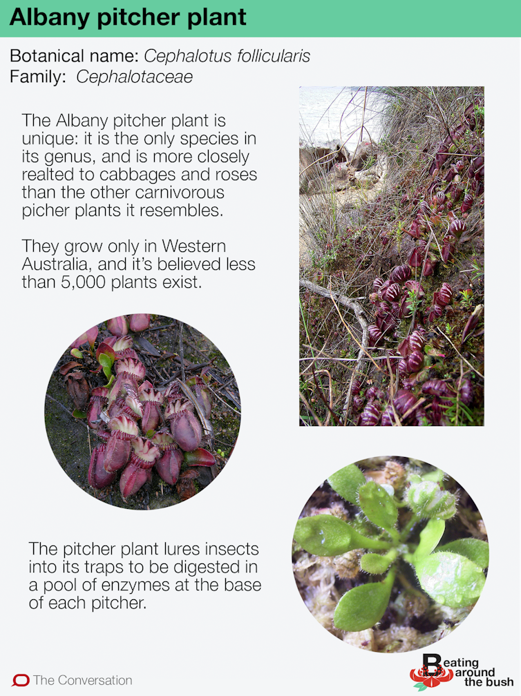 The Albany pitcher plant will straight up eat you (if you're an ant)