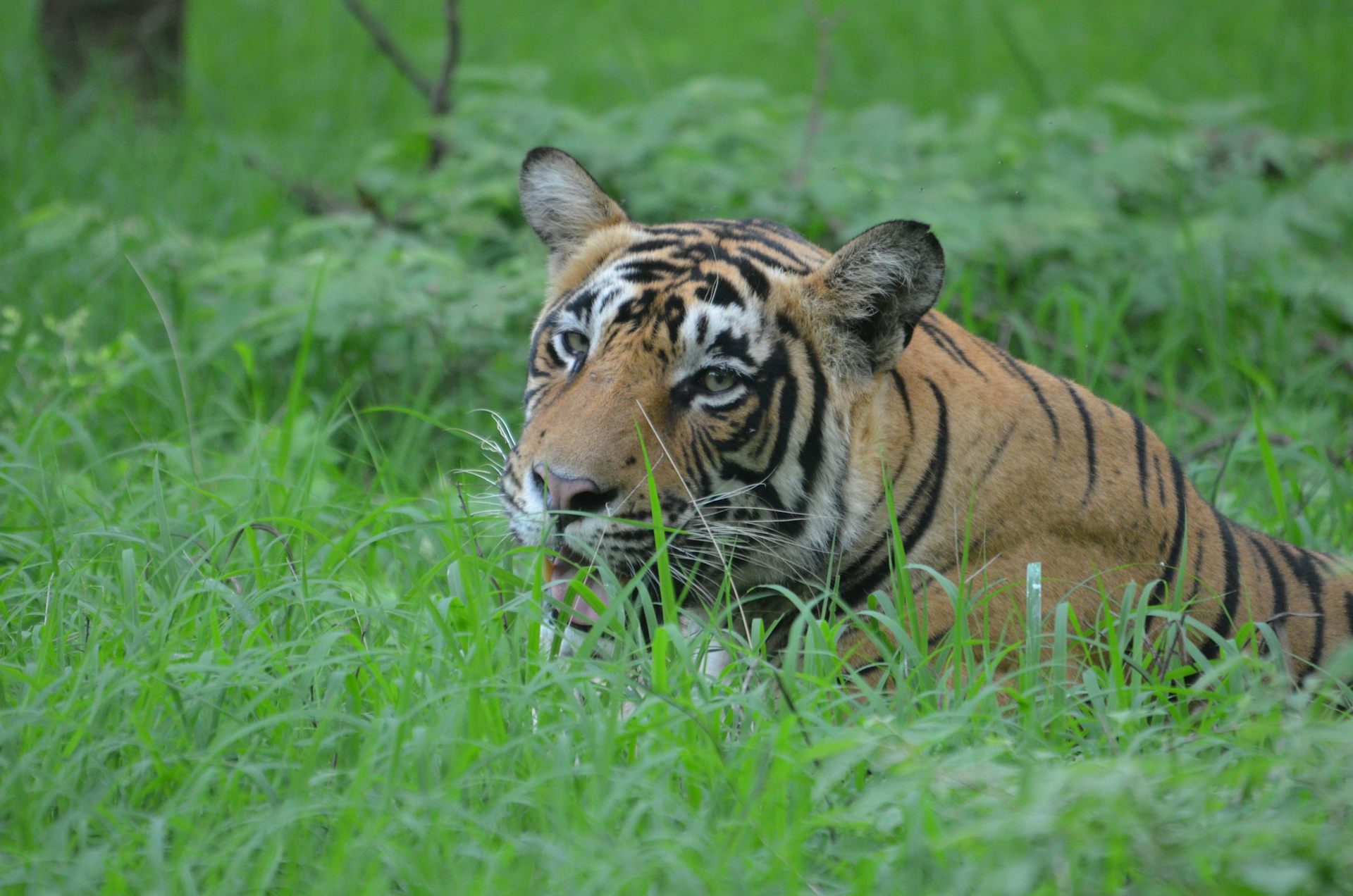 India's tiger numbers are going up