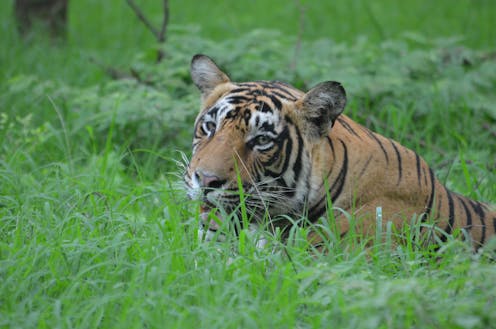 Some good conservation news: India's tiger numbers are going up