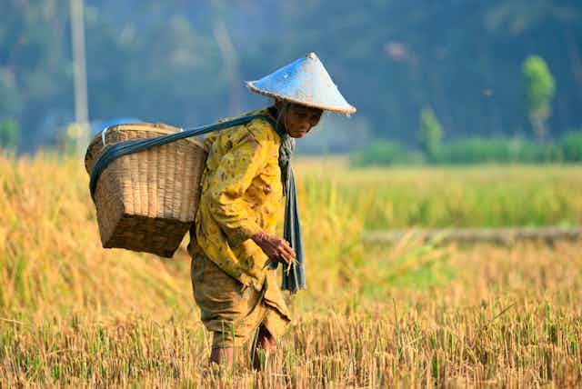 Cara Atasi Dampak Musim Kering Berkepanjangan Pada Sektor Pertanian Dan Perkebunan