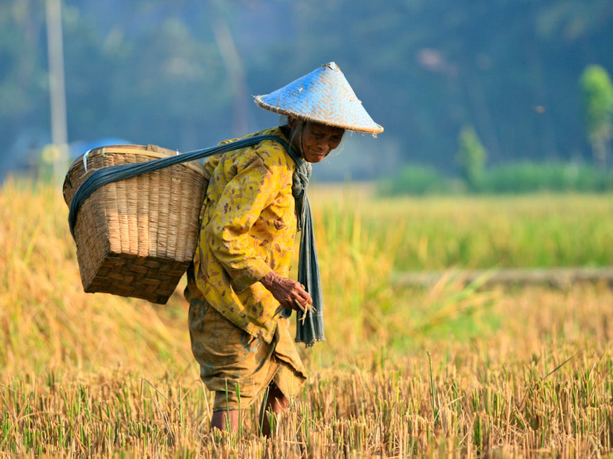 Kepentingan Sektor Pertanian Di Malaysia Karangan Gallery Baru