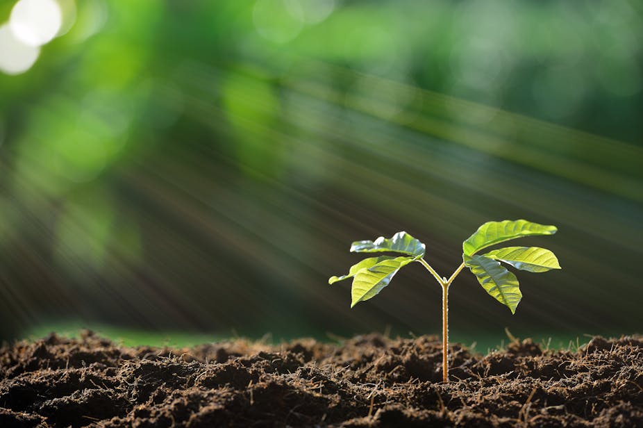 Face Au Rechauffement Climatique La Reforestation N Est Qu Une Partie De La Solution Face Au Rechauffement Climatique La Reforestation N Est Qu Une Partie De La Solution