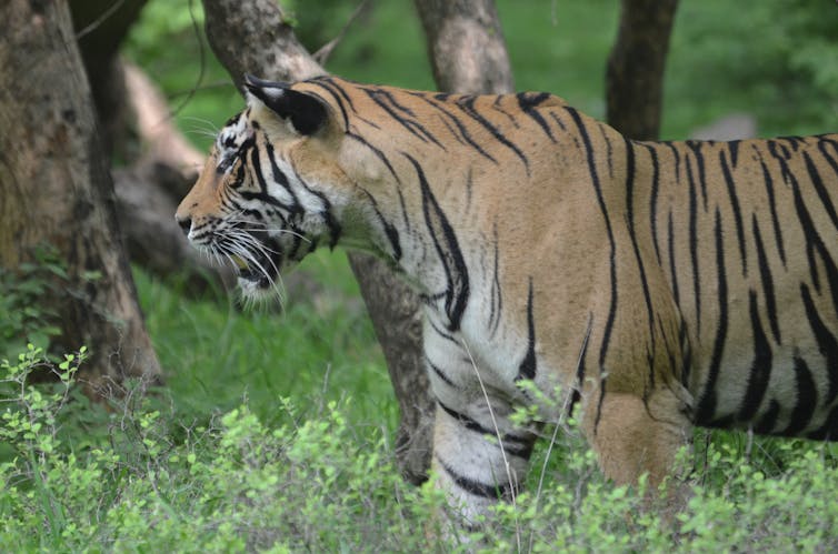 India's tiger numbers are going up