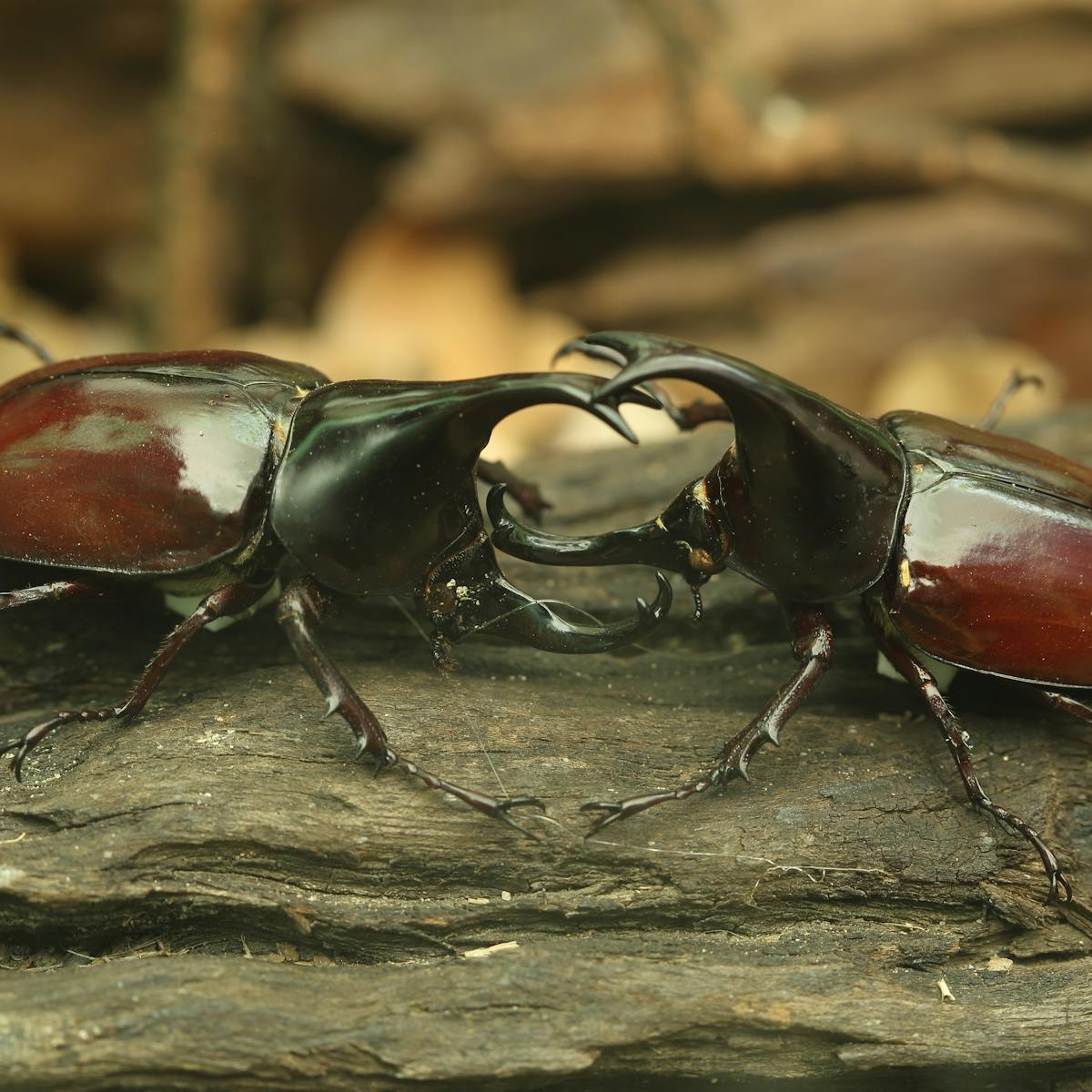 Belligerent beetles show that fighting for mates could help animals survive  habitat loss