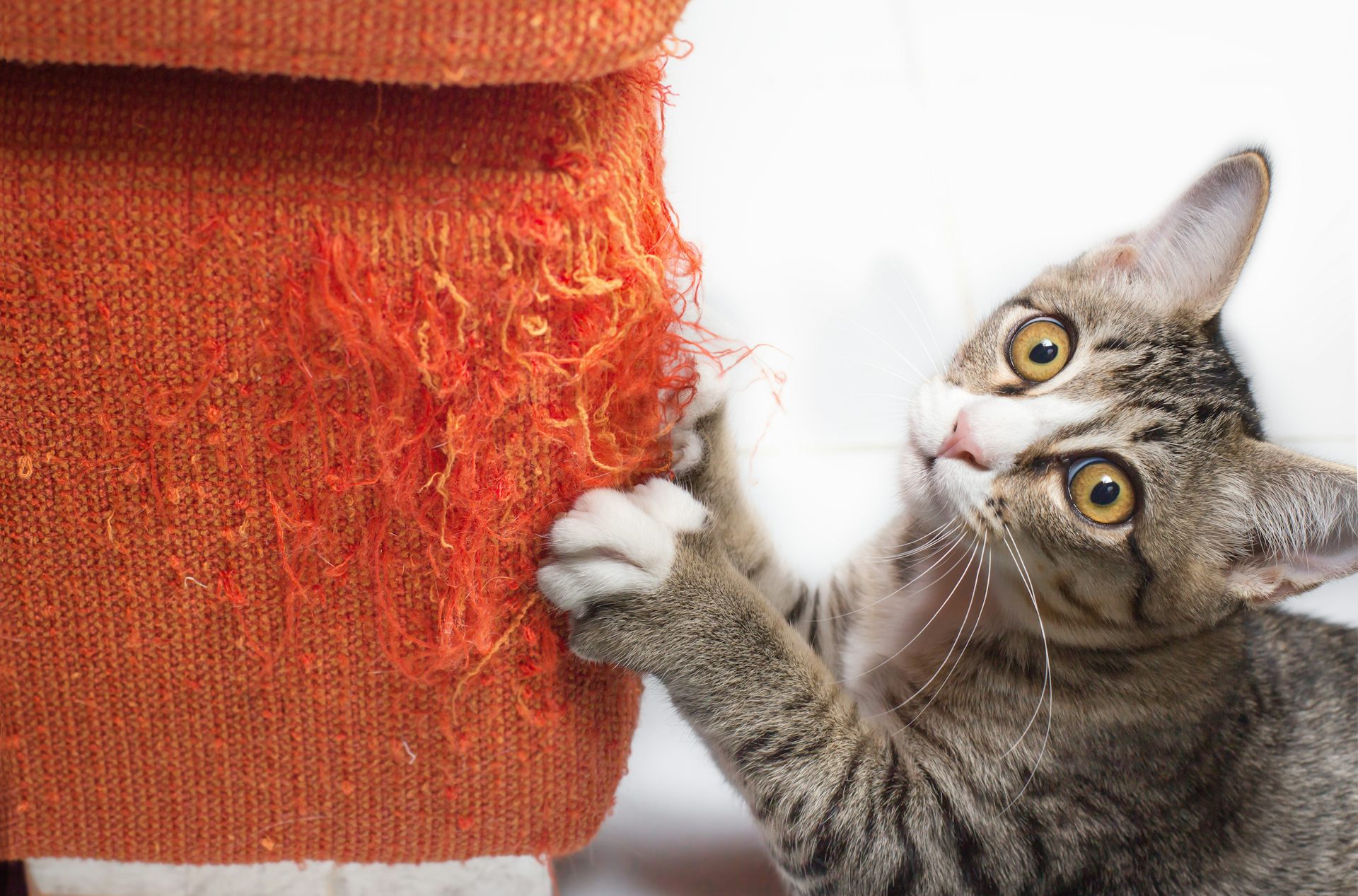 How are cats declawed, and is it painful?