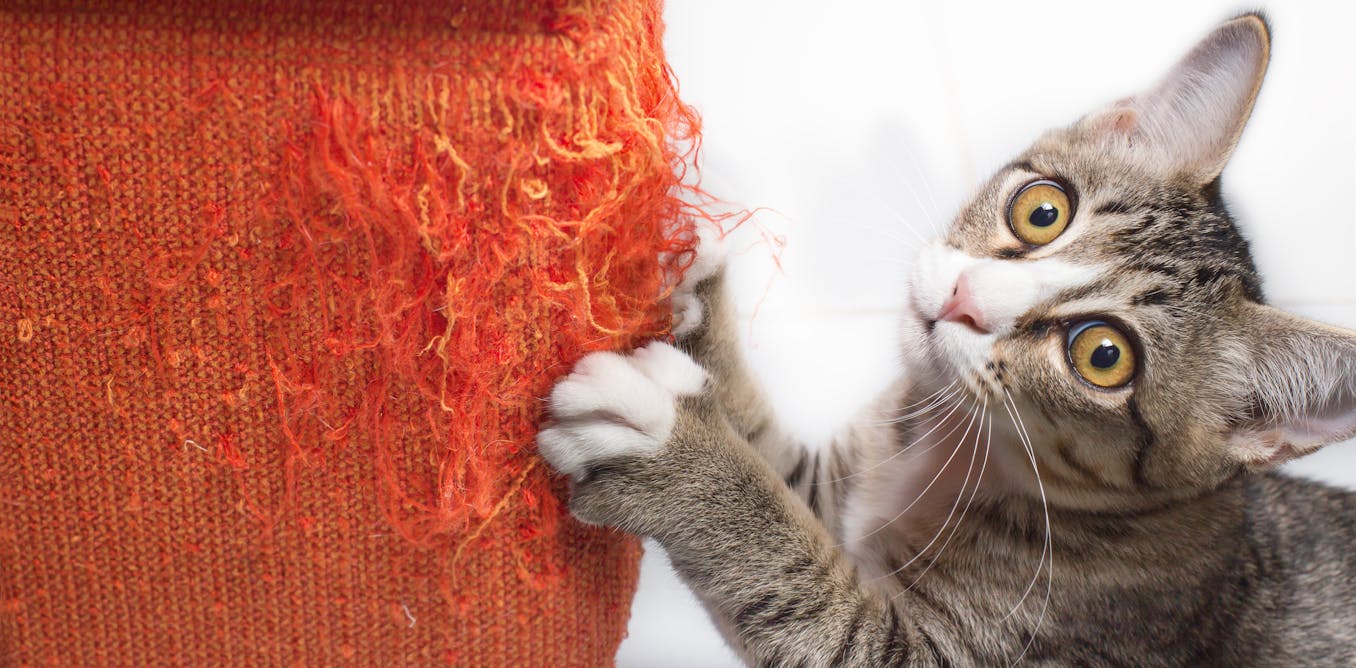 Curious Kids How Are Cats Declawed And Is It Painful