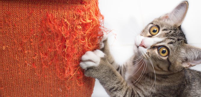 Veterinary Medicine News Research And Analysis The