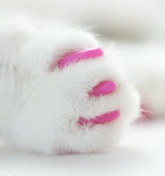 Curious Kids: How are cats declawed, and is it painful?