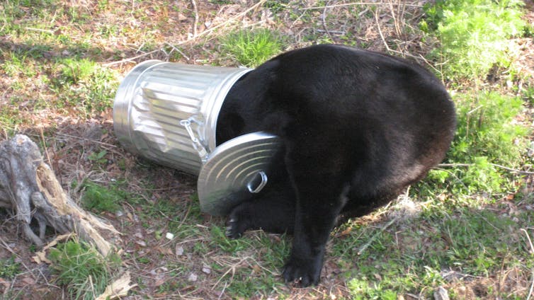 Black bears adapt to life near humans by burning the midnight oil