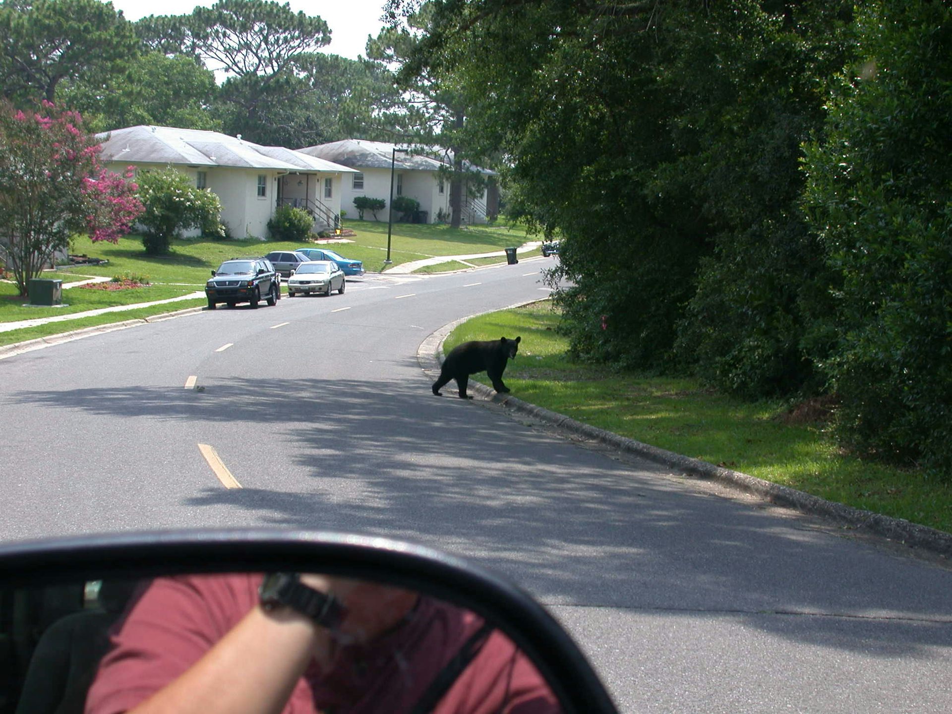 Black Bears Adapt To Life Near Humans By Burning The Midnight Oil   File 20190729 43145 Hu037l 