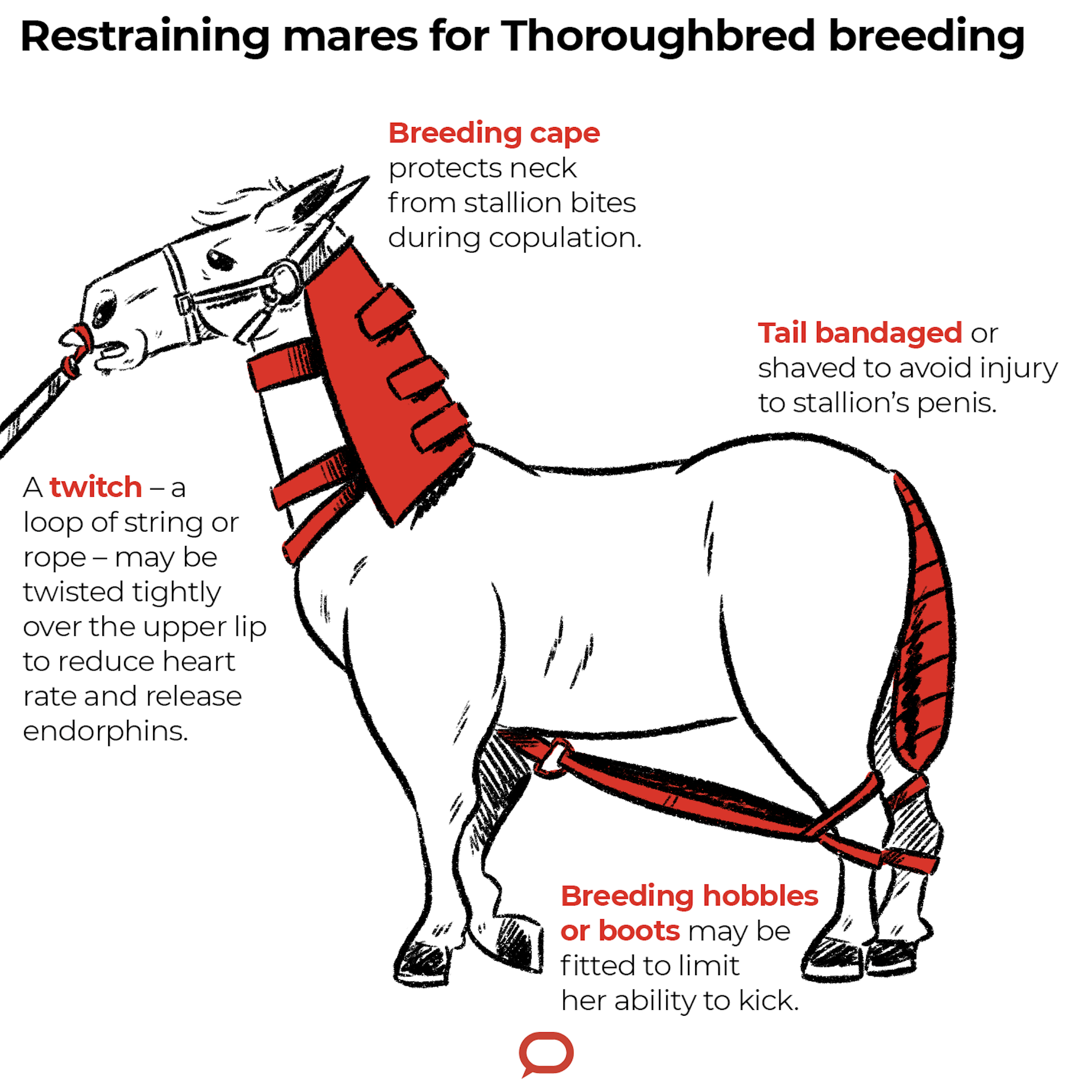 Breeding Thoroughbreds is far from natural in the race for a winner