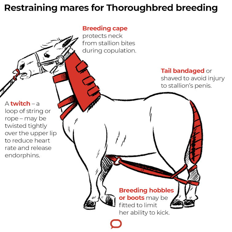 Breeding Thoroughbreds is far from natural in the race for a winner