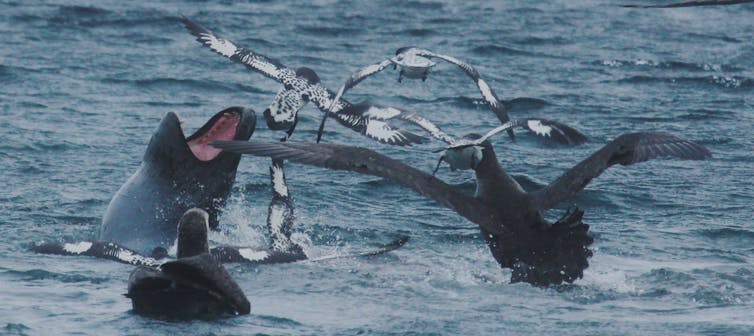 footage reveals that fierce leopard seals work together when king penguin is on the menu