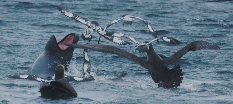 Buffet buddies: footage reveals that fierce leopard seals work together when king penguin is on the menu