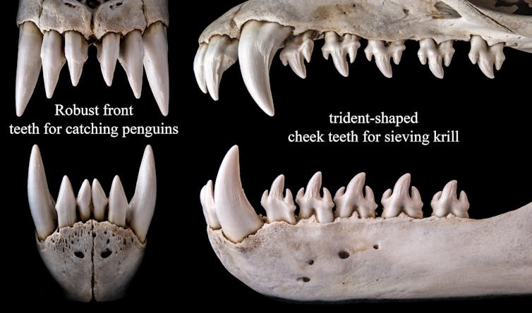 footage reveals that fierce leopard seals work together when king penguin is on the menu