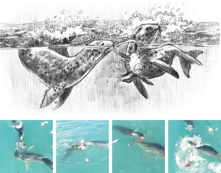 footage reveals that fierce leopard seals work together when king penguin is on the menu