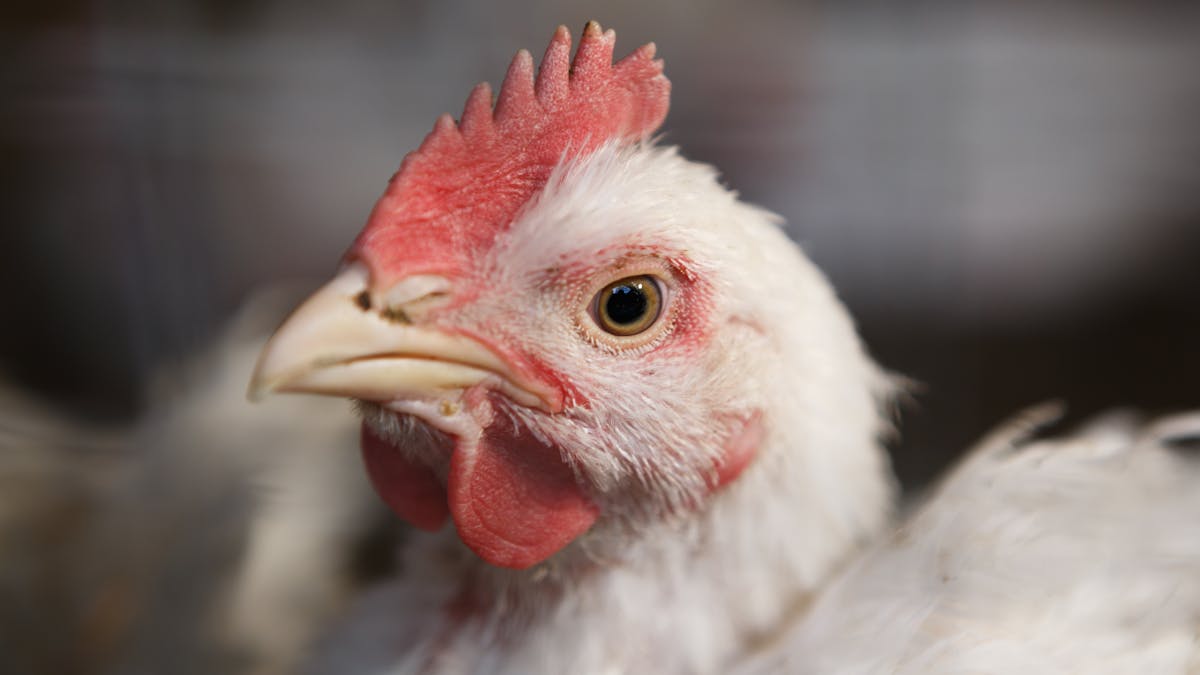 Finding signs of happiness in chickens could help us understand their lives in captivity Finding signs of happiness in chickens could help us understand their lives in captivity