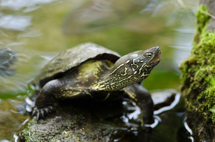 Turtle embryos can choose their own sex, shows new research – but why?