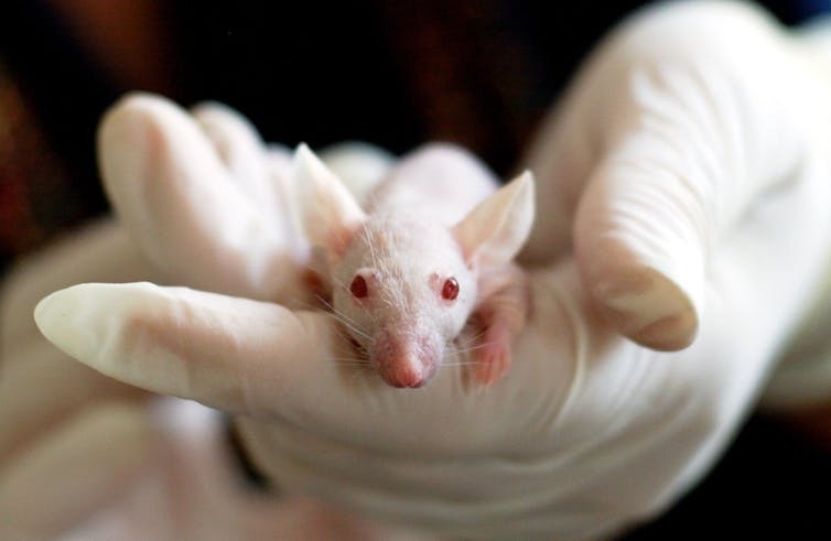 Human-animal hybrids are coming and could be used to grow organs for  transplant – a philosopher weighs in