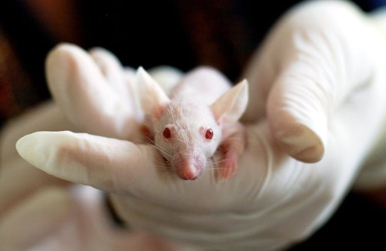 Human-animal hybrids are coming and could be used to grow organs for transplant – a philosopher weighs in