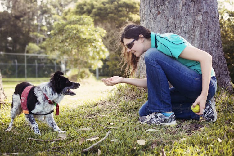 Koala-detecting dogs sniff out flaws in Australia's threatened species protection