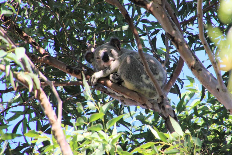 Koala-detecting dogs sniff out flaws in Australia's threatened species protection