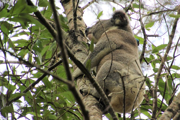 Koala-detecting dogs sniff out flaws in Australia's threatened species protection